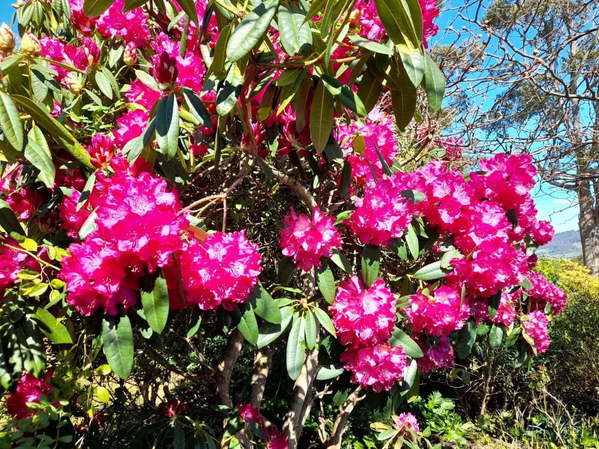 Hillside Bed And Breakfast Huonville Esterno foto
