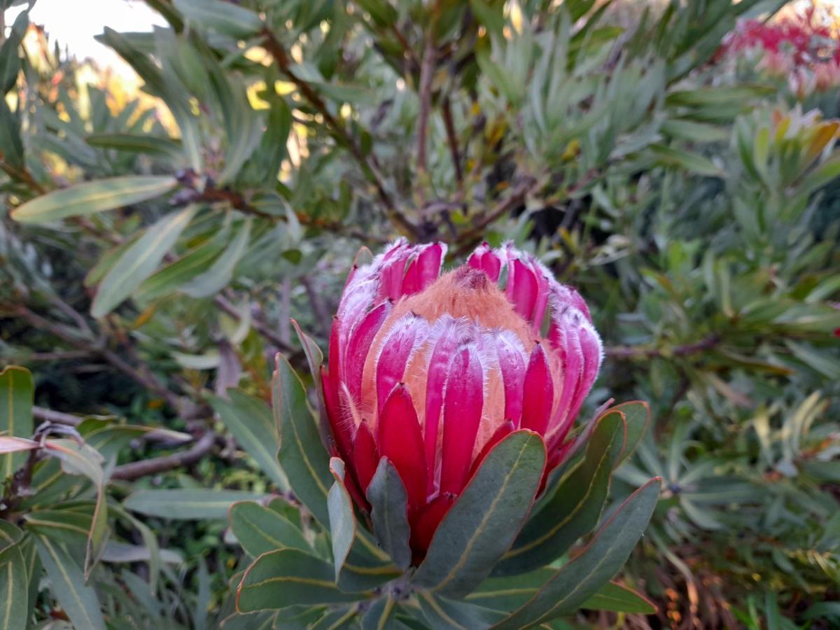 Hillside Bed And Breakfast Huonville Esterno foto