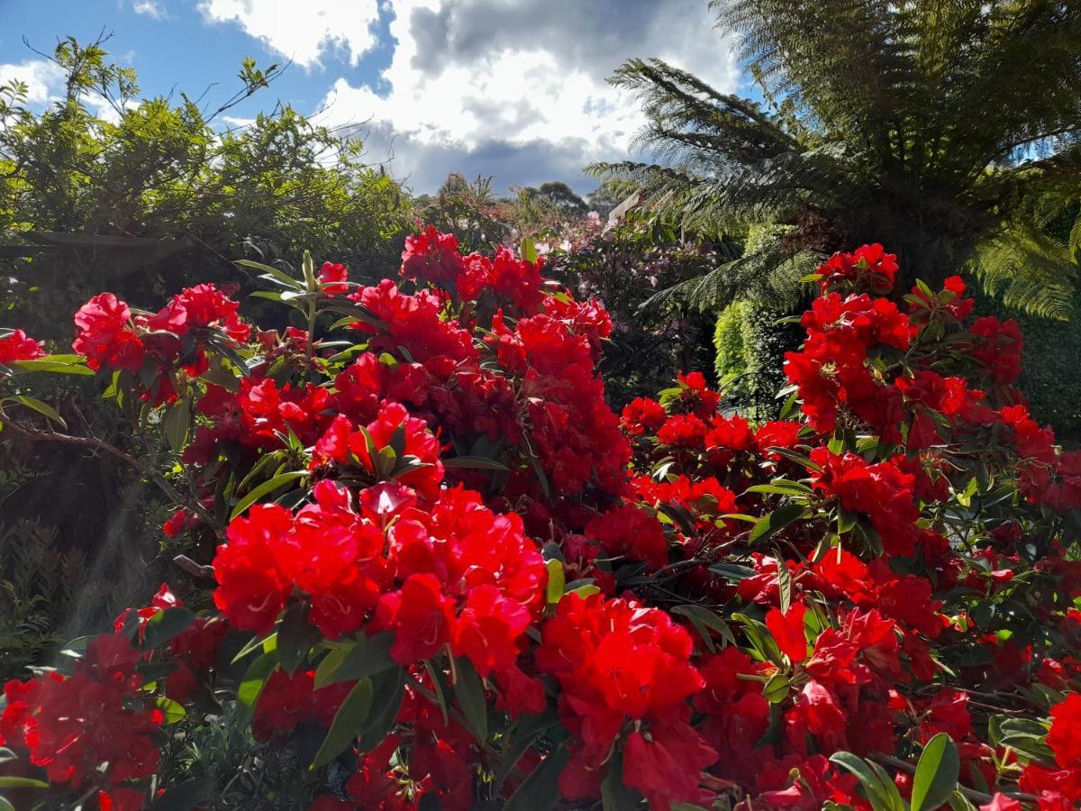 Hillside Bed And Breakfast Huonville Esterno foto