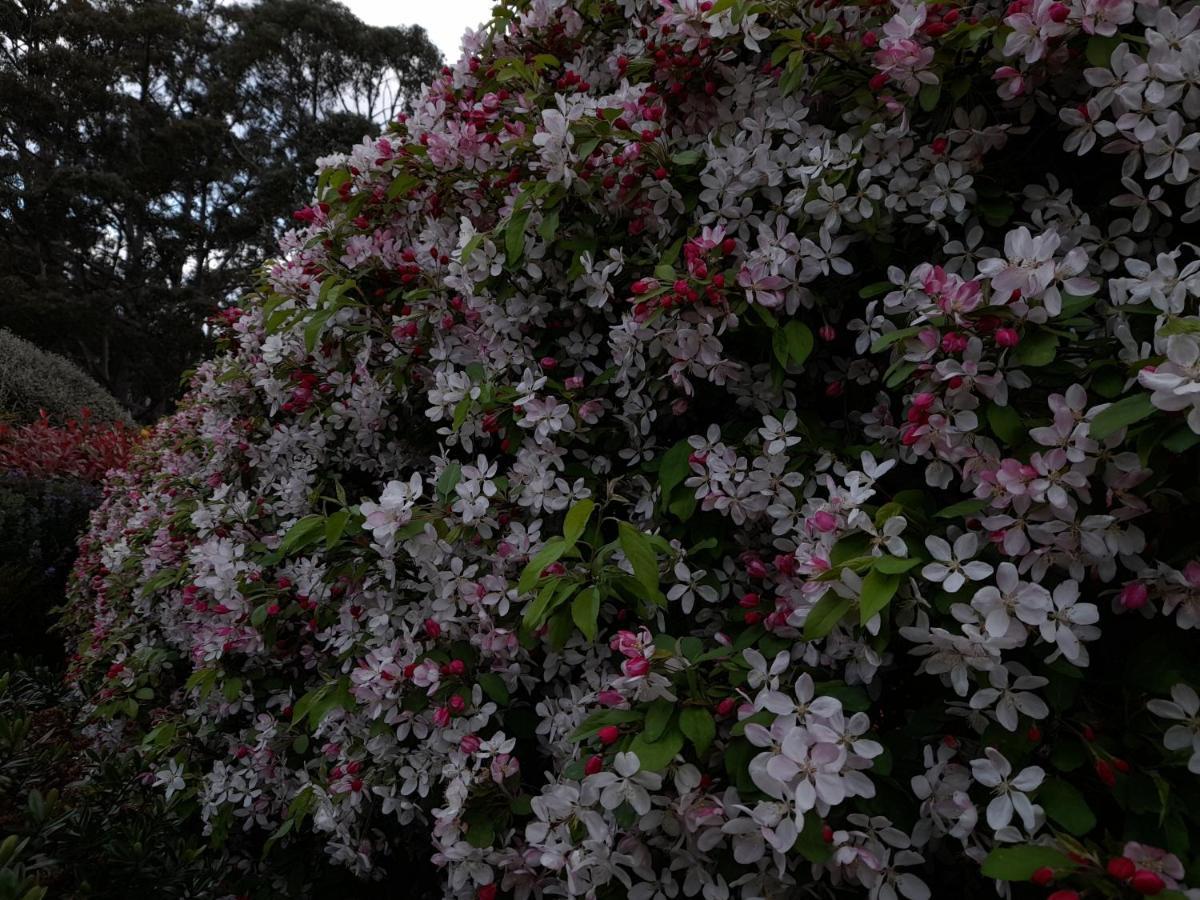 Hillside Bed And Breakfast Huonville Esterno foto