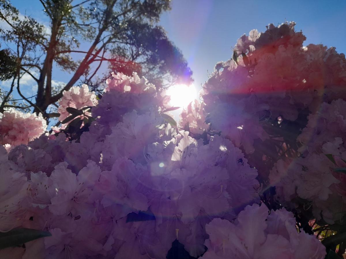 Hillside Bed And Breakfast Huonville Esterno foto